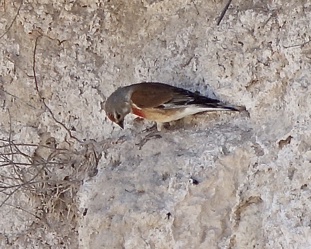 linnet Turk